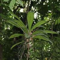 Semecarpus marginatus Thwaites